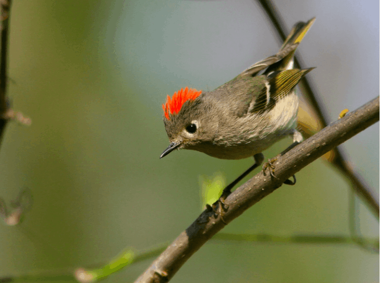 A Tiny Ruby-Crowned Kinglet May Be Flitting Through Your Central Texas Shrubs This Fall and Winter