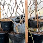 How to keep your potted fig tree alive in a garage or shed all winter without it rotting