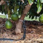 Before Winter Rains, Check Drainage and Irrigation for Your California Avocado Tree