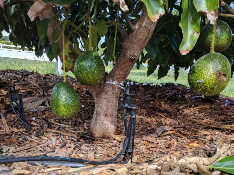 Before Winter Rains, Check Drainage and Irrigation for Your California Avocado Tree