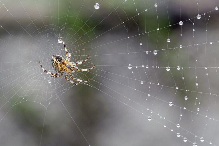 What It Really Means When Spiders Fill Your North Carolina Shrubs With Webs This Fall