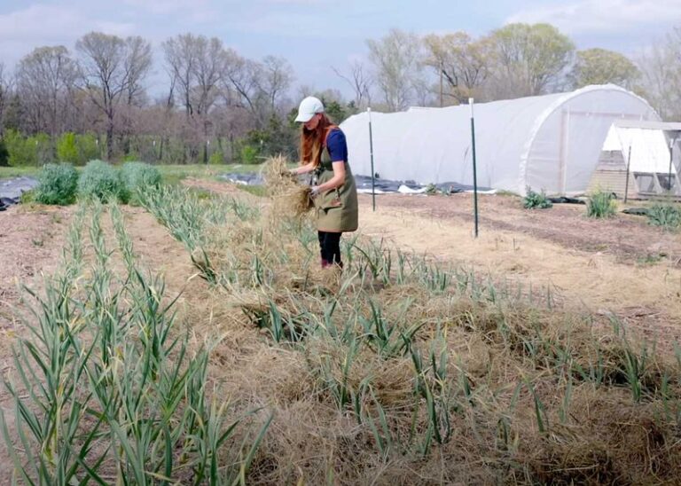 When to Mulch Fall-Planted Garlic in the South: What Extension Guidance Really Says