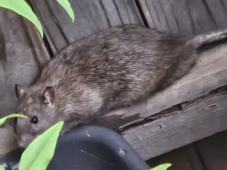 Could Roof Rats Be Sheltering in Your California Ivy and Bougainvillea? A Fall Inspection and Cleanup Plan