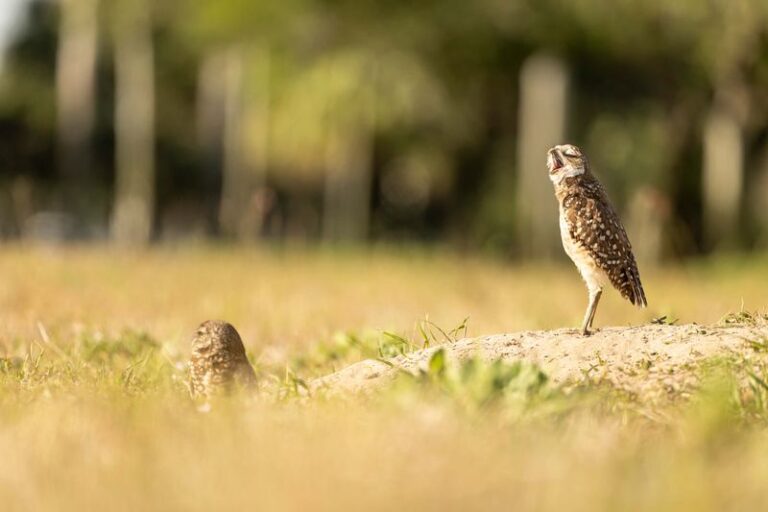 Why You May Hear an Owl Outside Your Florida Home This Fall