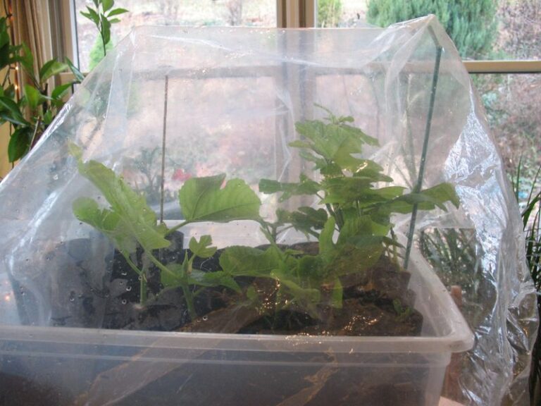 Dormant Fig Cuttings Can Become Potted Plants by Spring, Depending on Timing and Roots