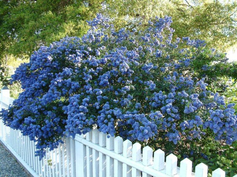 Is California Lilac the Lantana Alternative Some Yards Need? What Bees and Site Conditions Say