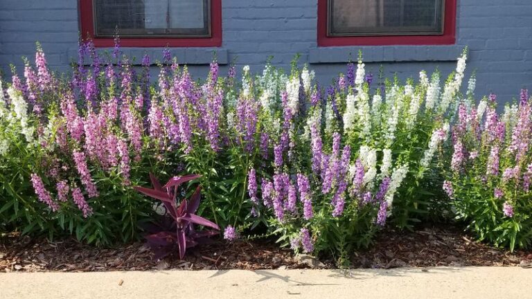 The Delicate-Looking Porch Plant That Handles Hot Texas Afternoons Better Than You’d Expect