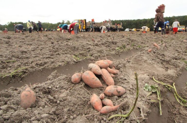 Ventilation During Curing Can Support Sweeter, Longer-Lasting Sweet Potatoes in North Carolina