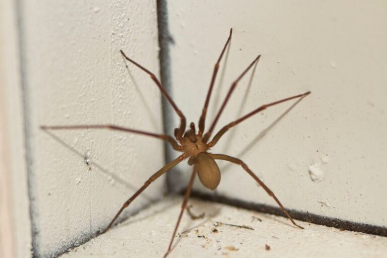 Texas Garage Hiding Places for Recluse Spiders: What the Evidence Says About a Fall Increase