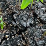 Spinach Seedlings Collapsing at the Soil Line This Fall: Could It Be Damping-Off?