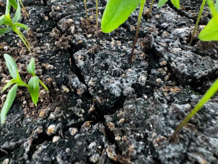 Spinach Seedlings Collapsing at the Soil Line This Fall: Could It Be Damping-Off?