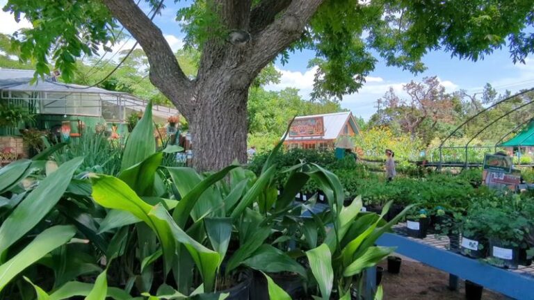 This Austin Nursery Under Giant Oaks Feels Like Wandering Through a Secret Garden