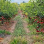 The Fall Pruning Mistake That Quietly Costs Central Texas Pomegranate Trees Next Summer’s Fruit