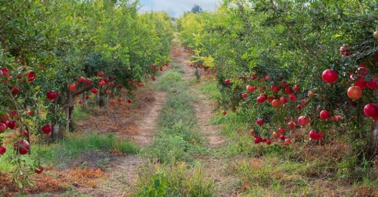 The Fall Pruning Mistake That Quietly Costs Central Texas Pomegranate Trees Next Summer’s Fruit