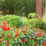 Your Pepper Plants Still Loaded With Green Fruit Will Ripen Faster Once You Pinch Off Every New Flower Now