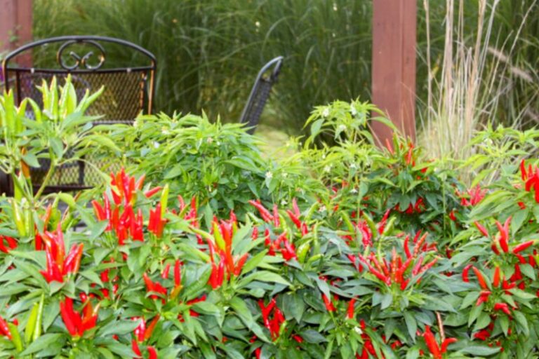 Your Pepper Plants Still Loaded With Green Fruit Will Ripen Faster Once You Pinch Off Every New Flower Now