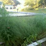 Wait for Yellow Ferns Before Cutting Back Your Asparagus Bed
