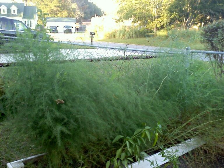 Wait for Yellow Ferns Before Cutting Back Your Asparagus Bed