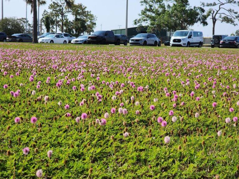 Sunshine Mimosa and Frogfruit: Two Florida-Native Groundcovers to Weigh Against Your HOA Rules