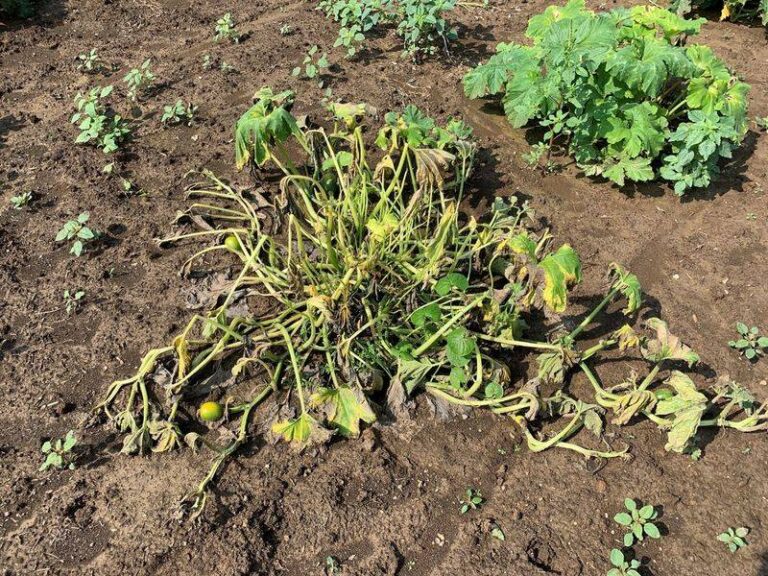 Squash Vine Borers in North Carolina: What to Scout, Treat, and Plan