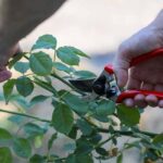 Trying to Root Climbing Rose Canes: A Southern Gardener’s Experiment