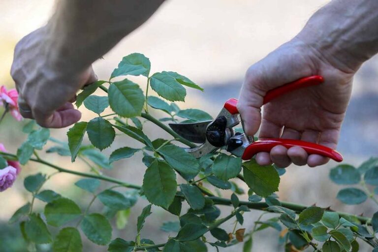 Trying to Root Climbing Rose Canes: A Southern Gardener’s Experiment