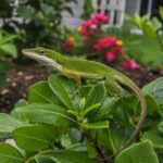 Why You May See More Green Anoles in Your North Carolina Yard in Summer