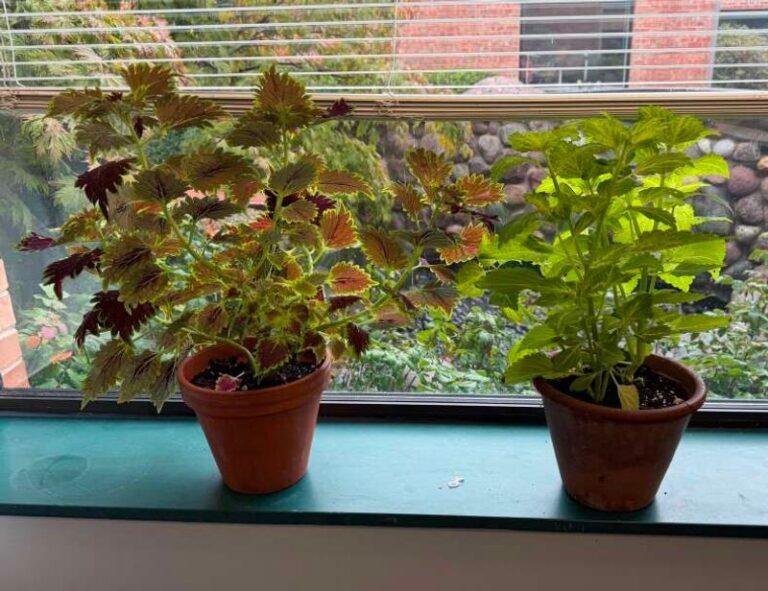Trying to Keep Coleus Through a North Carolina Winter With Cuttings Started in a Jar