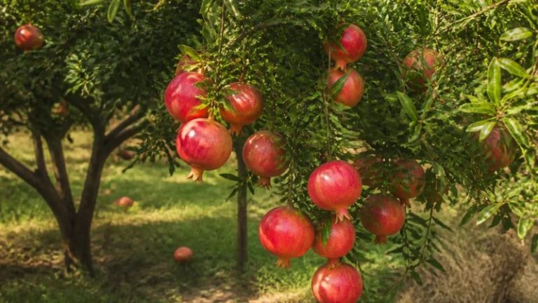 Why Your California Pomegranate Tree Keeps Dropping Fruit: How to Investigate the Cause and Plan Next Season