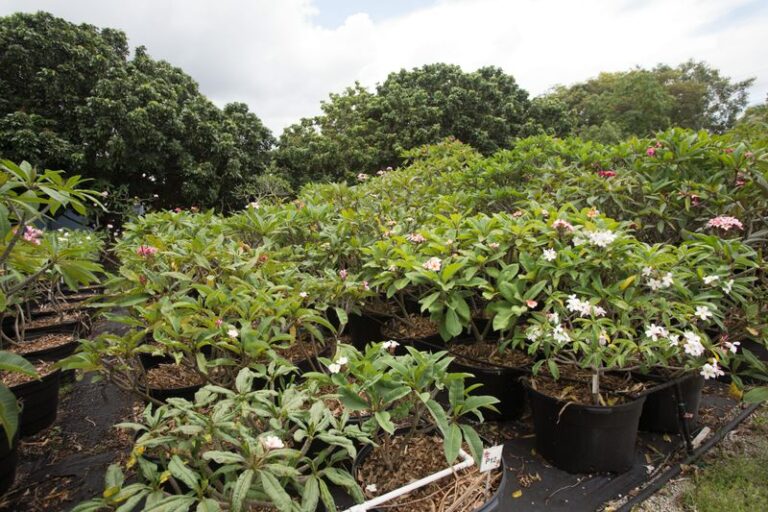 How to Protect Your California Plumeria Through Winter and Support Future Flowering