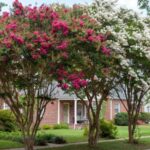 Crape Myrtle Roots, Texas Lawns, and Foundations: What to Know