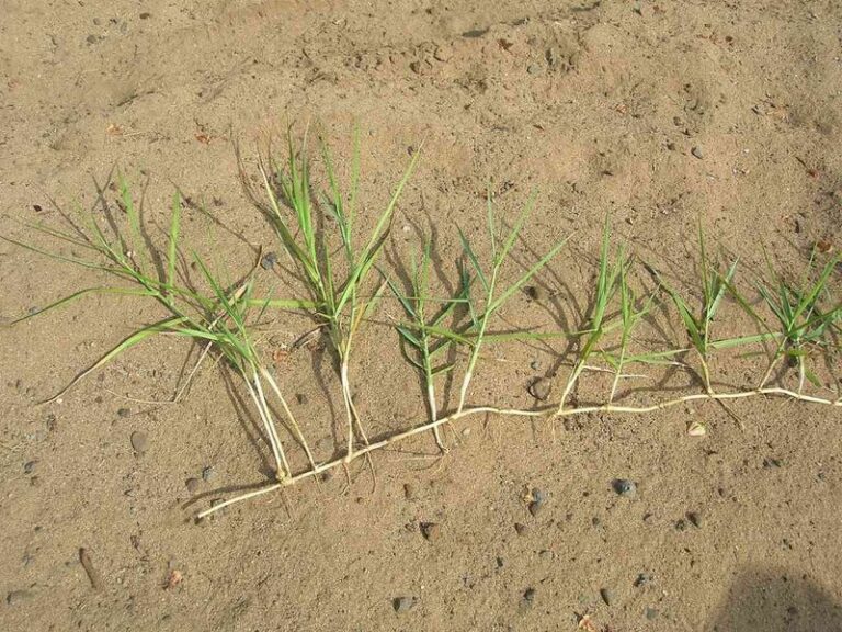 Torpedograss Looks Gone After You Pull It, but Its Rhizomes Are Taking Over Your Florida Bed