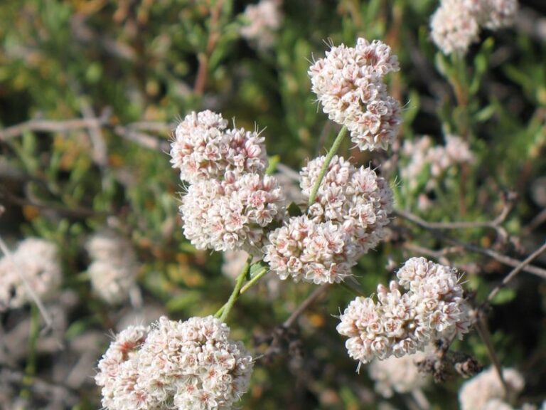 The California Native Shrubs You Plant Before Winter Rains That Look Fully Grown by Next Summer