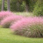 Florida Muhly Grass Can Turn Your Yard Pink This Fall