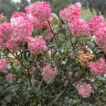 Your Hydrangea Flower Buds Are Already Set for Next Summer, and Winter Wind Kills Them Unless You Protect the Stems Now