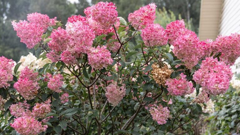 Your Hydrangea Flower Buds Are Already Set for Next Summer, and Winter Wind Kills Them Unless You Protect the Stems Now