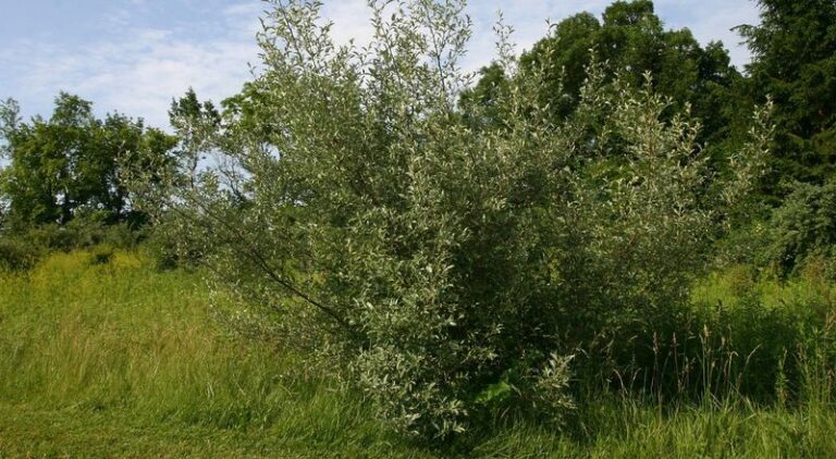 Invasive Plants North Carolina Homeowners Are Urged to Pull Now Before They Set Seed