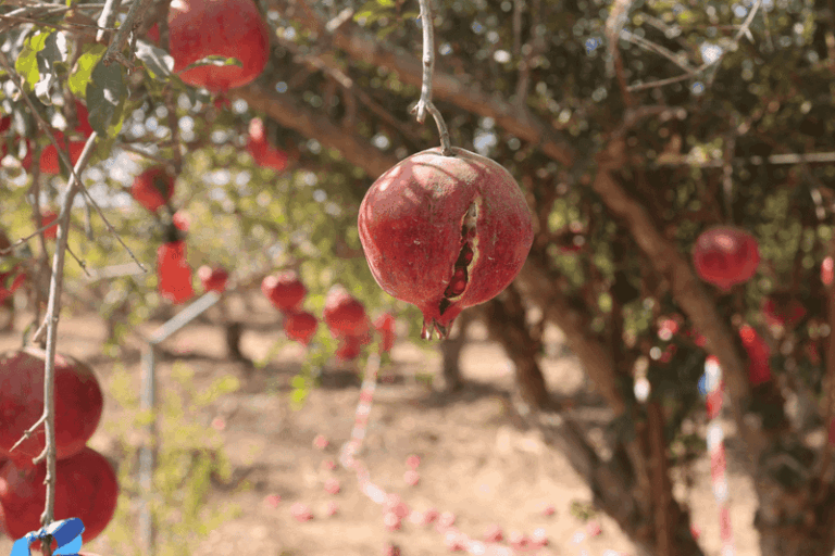 Why California Pomegranates May Split Near Harvest, and How Moisture Swings Can Play a Part