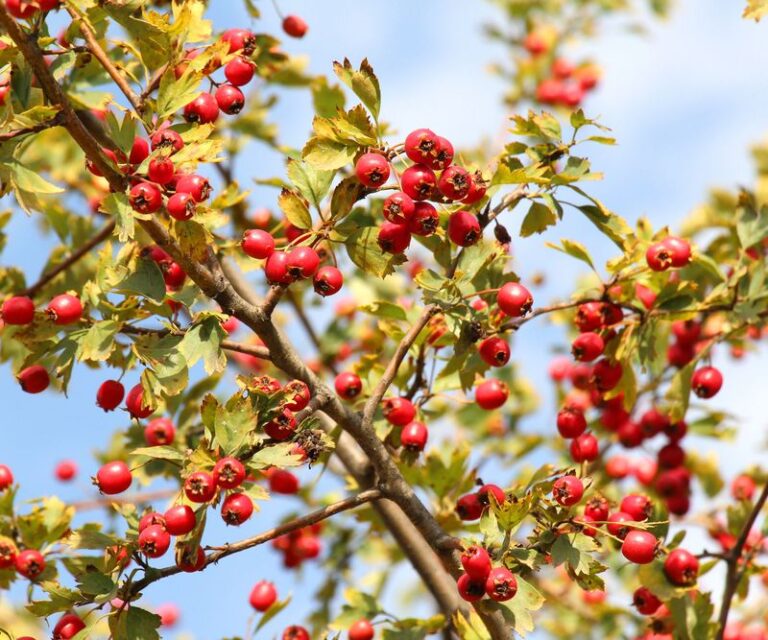 Plant This One Native Tree in Your Florida Yard and Cardinals Start Showing Up Daily