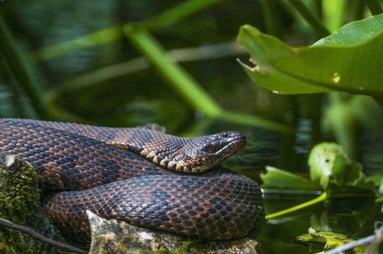 7 Florida Yard Signs a Black Racer Has Moved In, and Why You Want It Staying
