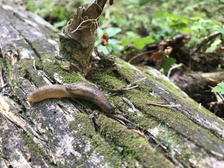 Are Slugs Chewing Your Fall Lettuce and Spinach Seedlings? How to Check on Damp Nights