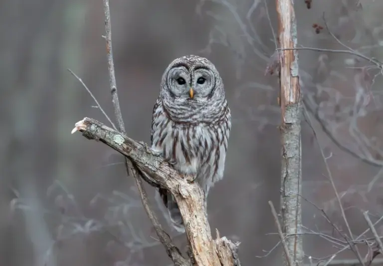 Why an Owl Keeps Showing Up in Your Central Texas Yard Once the Nights Turn Cool