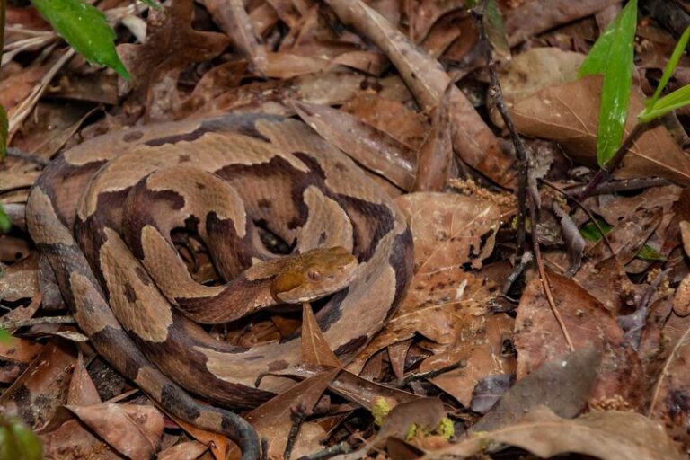 Where Copperheads Hide in North Carolina Yards This Fall and How to Spot Them Before You Reach In
