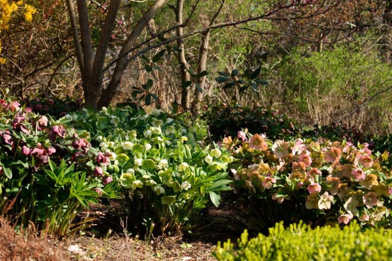 Hellebores Can Brighten Shady Beds in Winter When Planted in Fall
