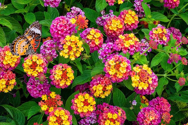 7 Toxic Florida Shrubs Planted Near Front Doors That Are More Dangerous Than They Look