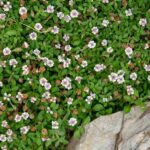 Frogfruit May Be a Low-Growing Texas Native Groundcover for Some Driveway Borders