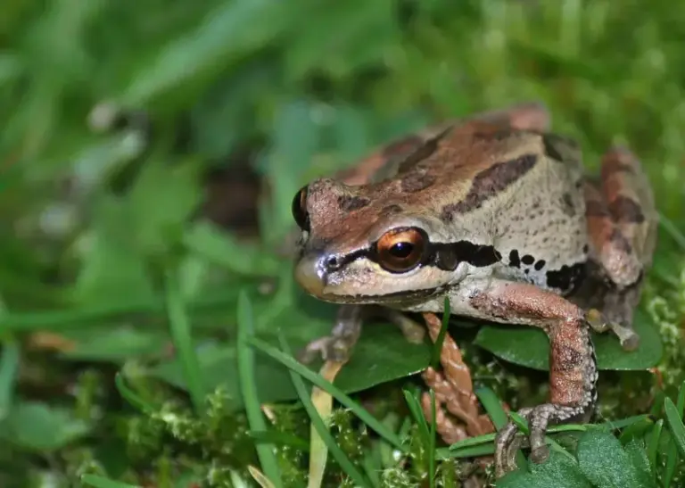 What It Means When Pacific Tree Frogs Show Up in Your California Yard, and the Pests They Quietly Eat