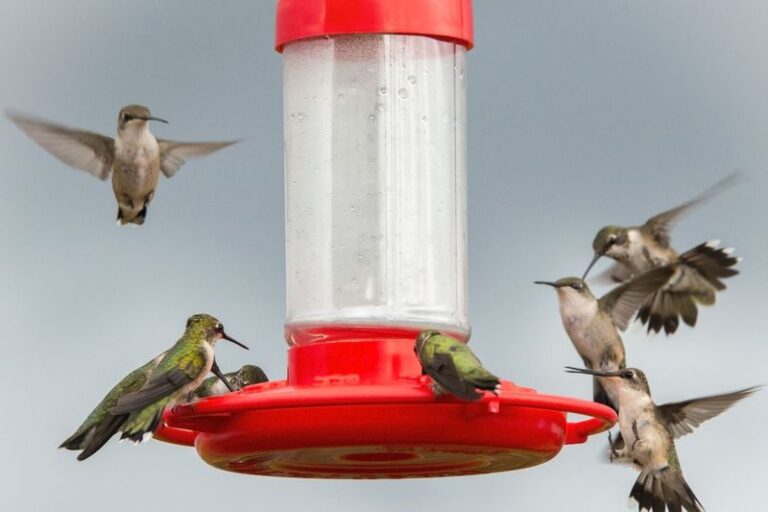 Your Hummingbirds Keep Fighting Over One Feeder, and Spreading Out Stations May Ease the Standoff