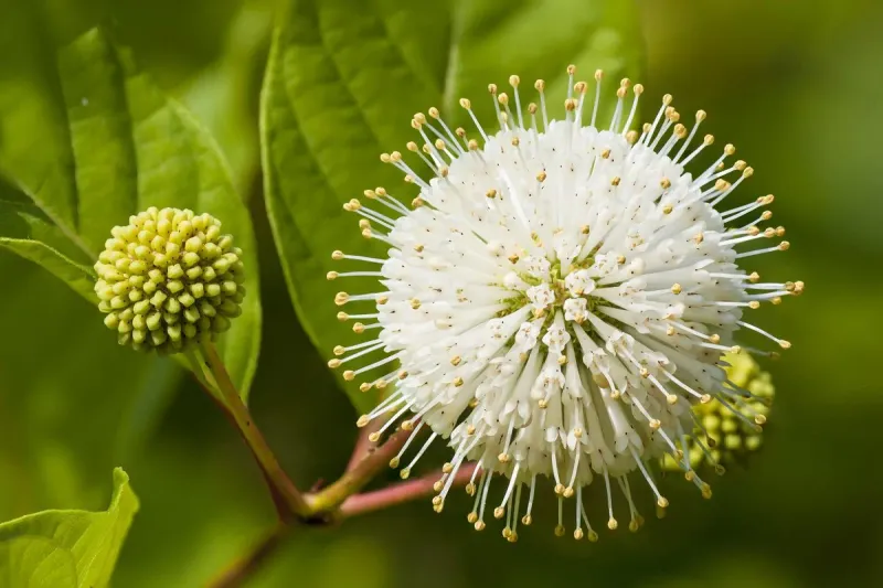 7 Florida Native Plants That Turn the Soggy Strip Along Your Driveway Into a Rain Garden