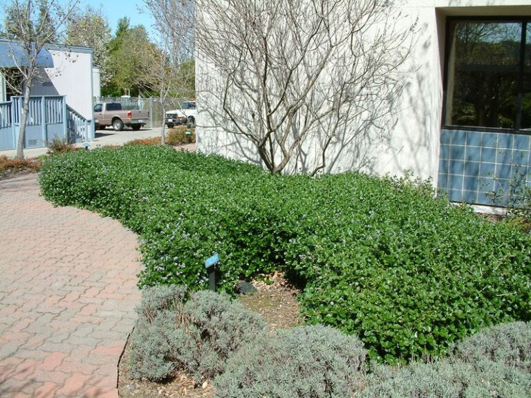 The California Ground Covers That Smother Weeds Without Giving Snails and Slugs a Place to Hide